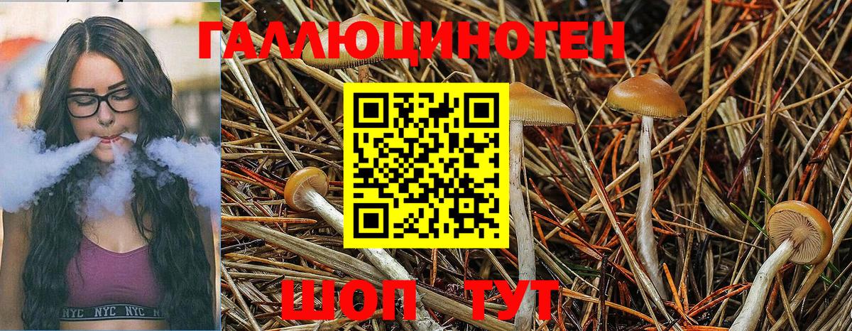 Псилоцибиновые грибы GOLDEN TEACHER Чапаевск